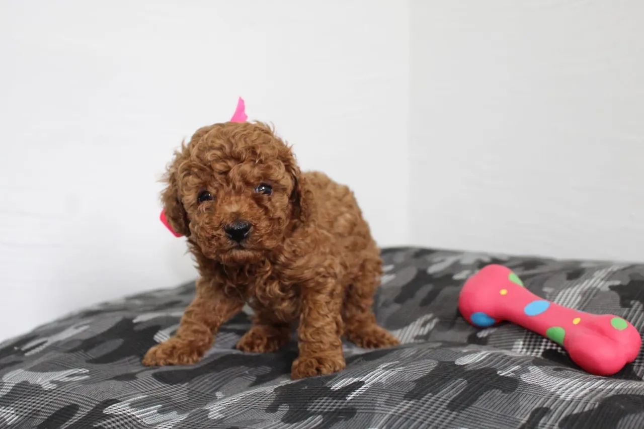 Poodle red  - Foto 4