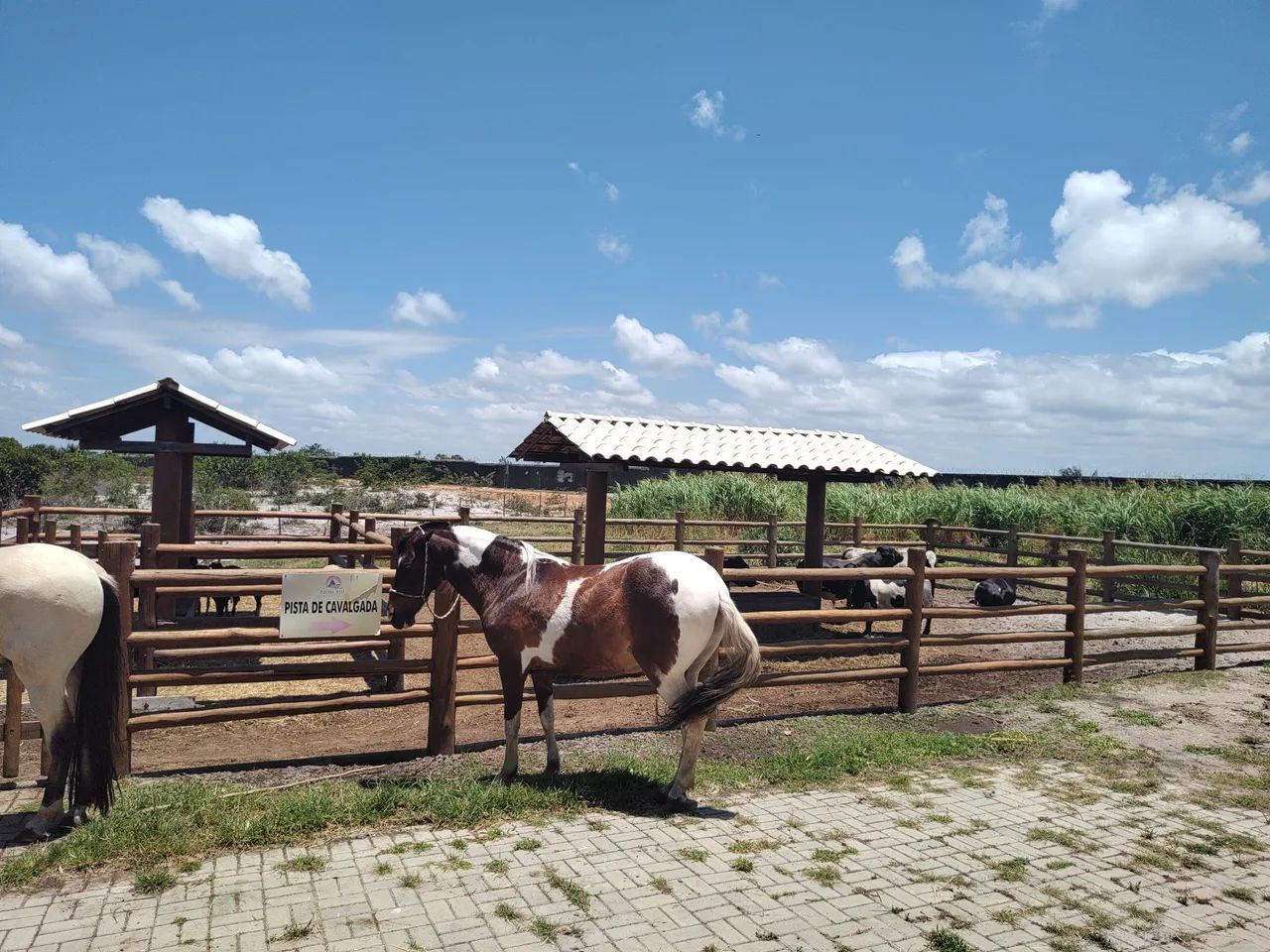Terreno fazenda real - Foto 5