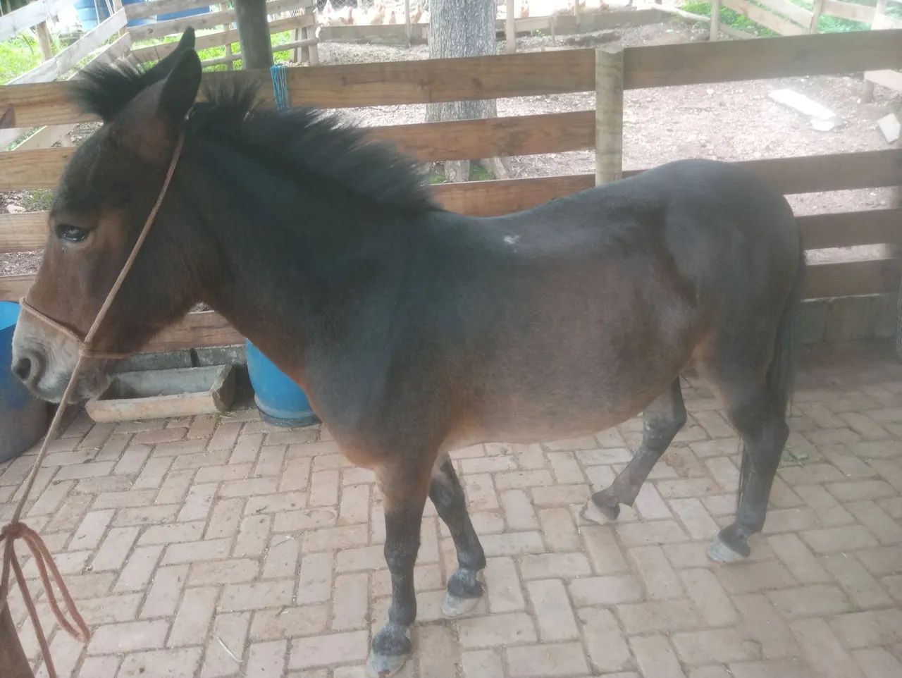 Mini Mula mansa - Foto 6