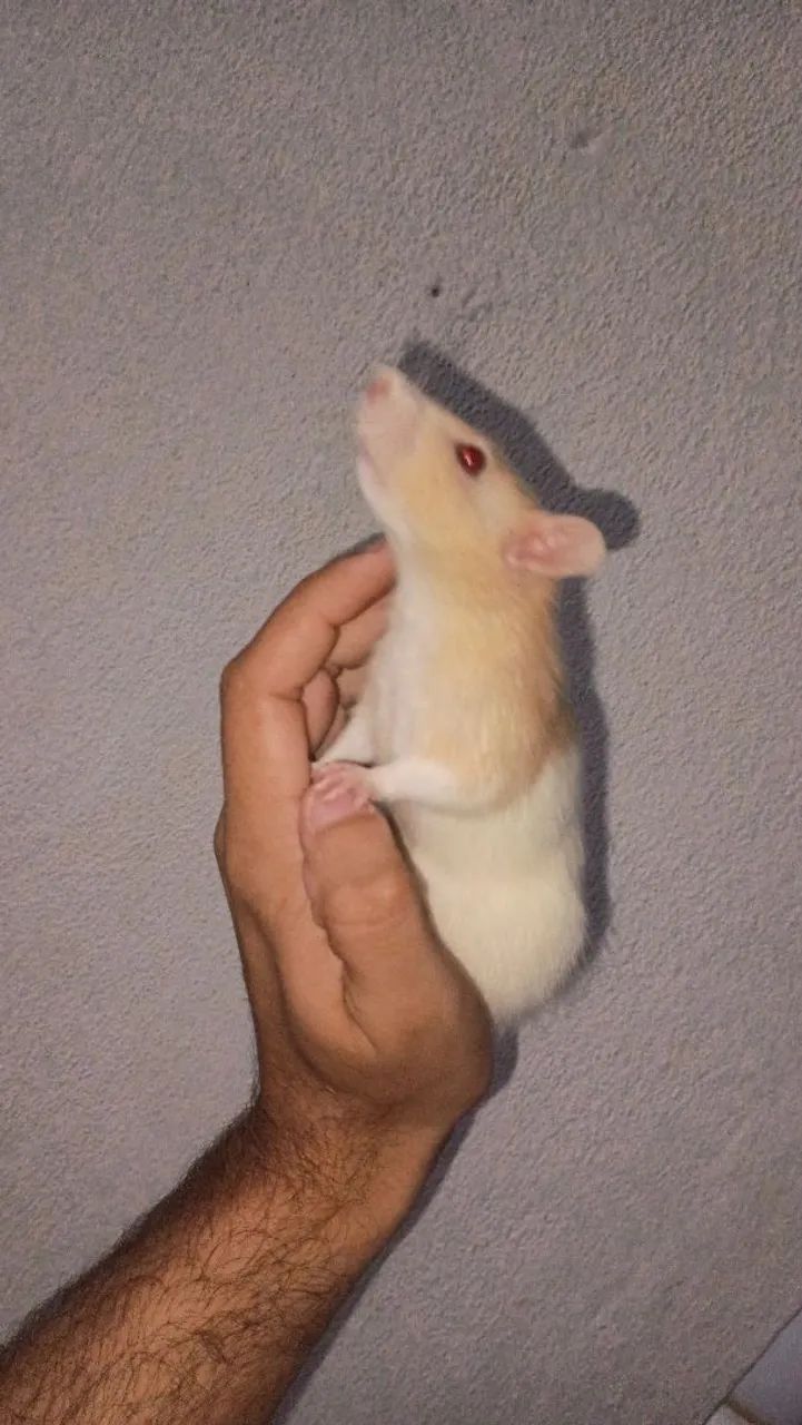 hamster twister  - Foto 3