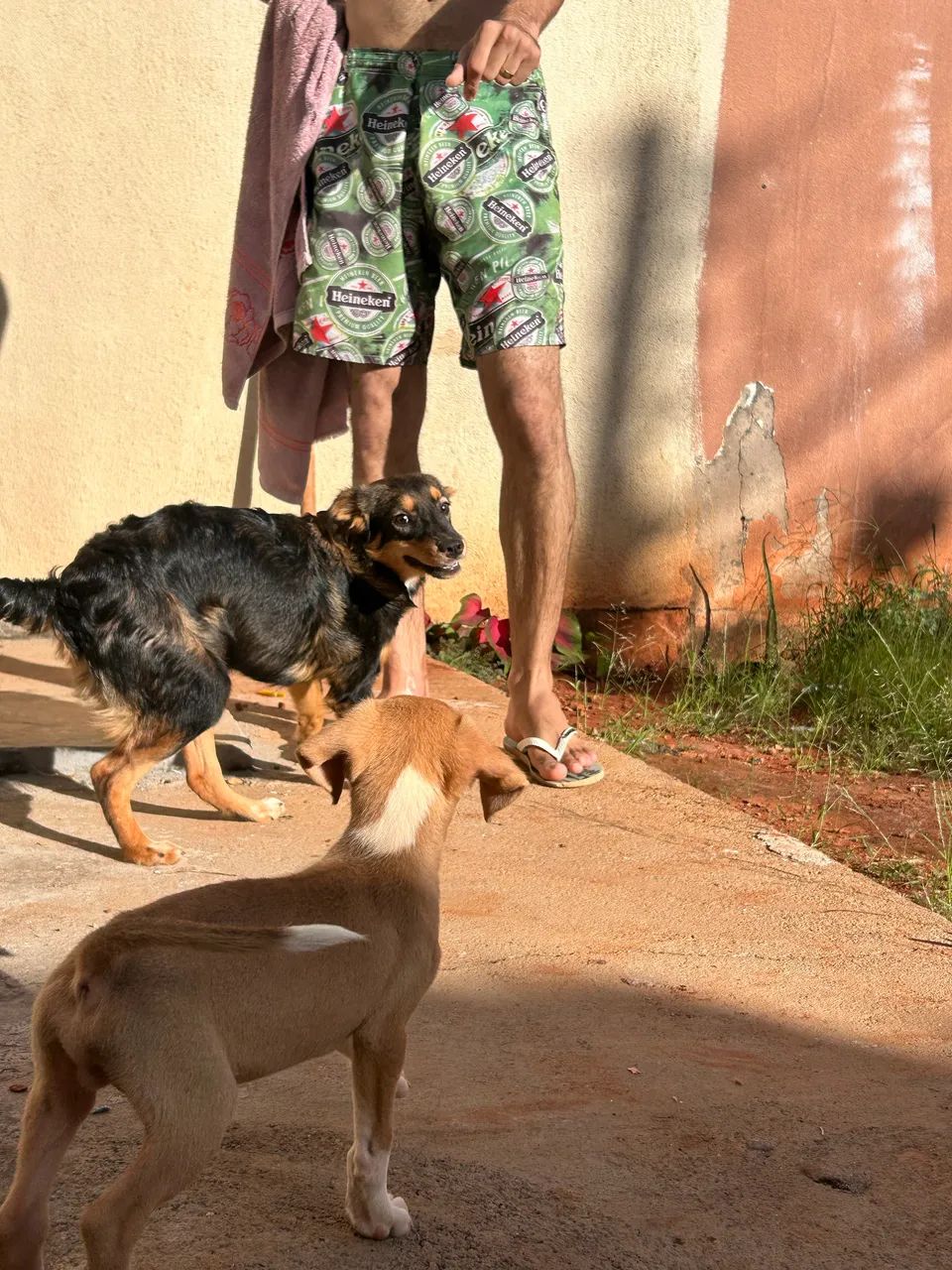 Cachorro para doação  - Foto 2
