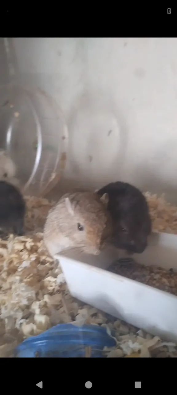 Filhotes de gerbil valor de atacado