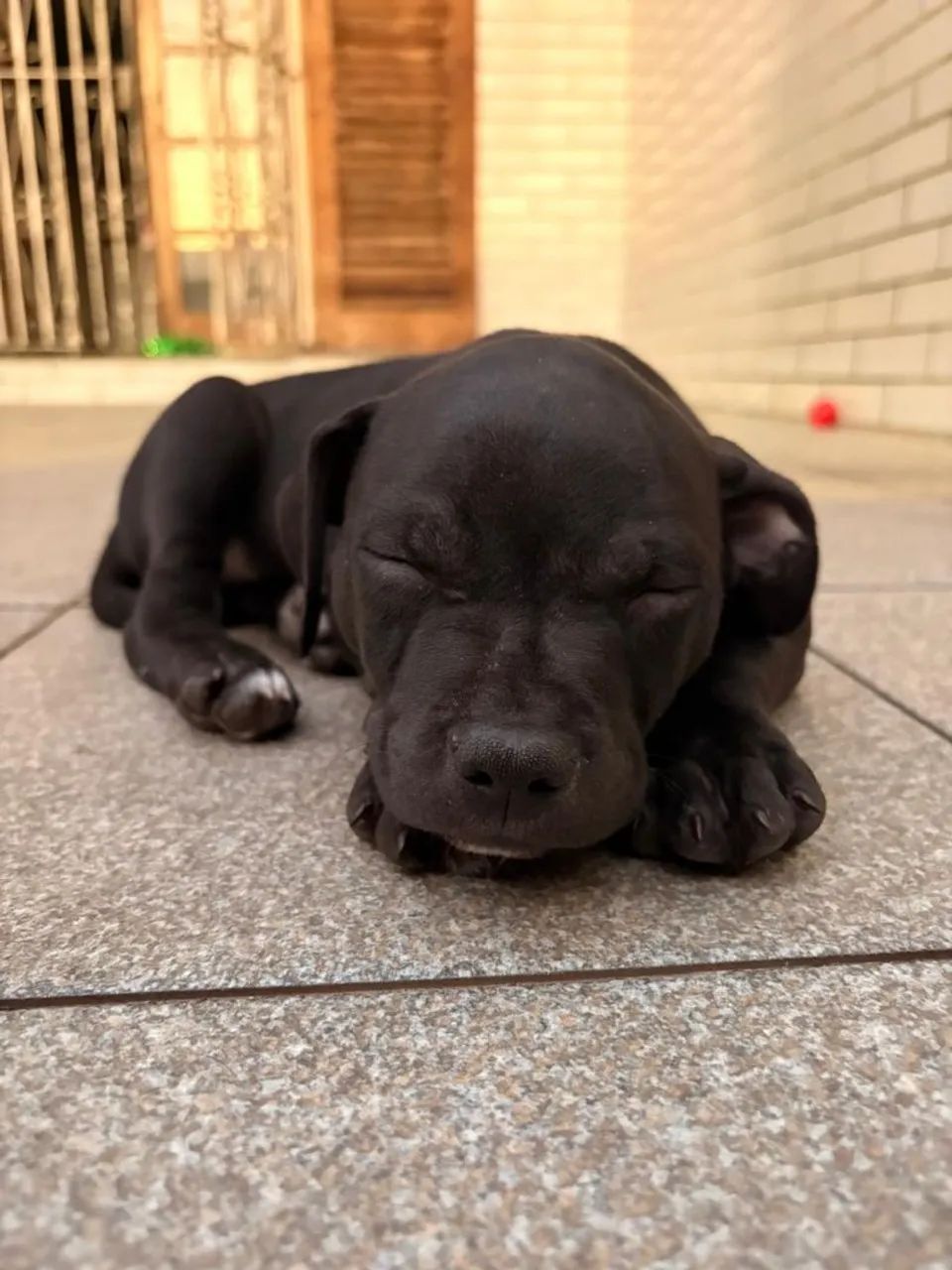 Filhotes Pit Bull  - Foto 2