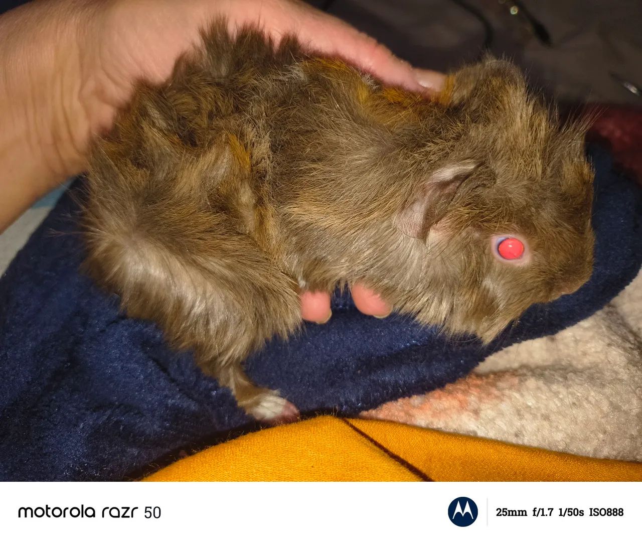 Vendo porquinho da índia peruano macho de 2 meses 