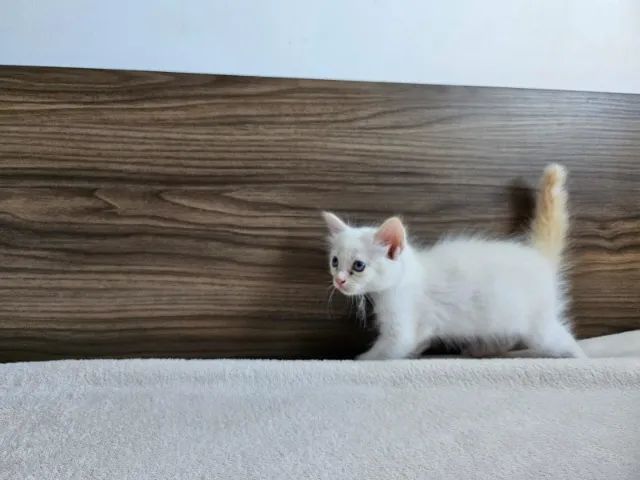 Doa-se Gatinhos - Foto 2