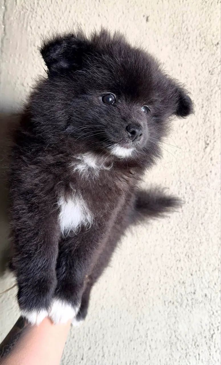 Spitz alemão macho  - Foto 2