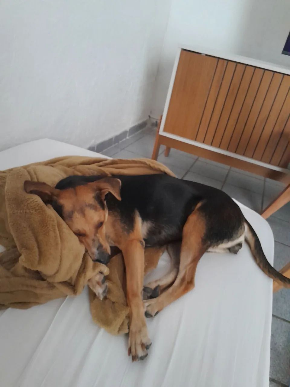 Doação de uma cadelinha 