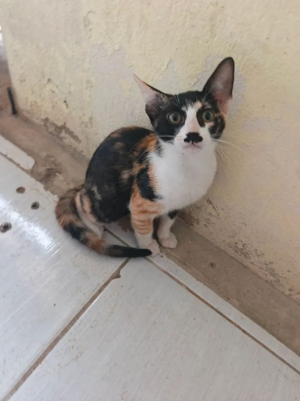 Gatinhos para adoção  - Foto 4