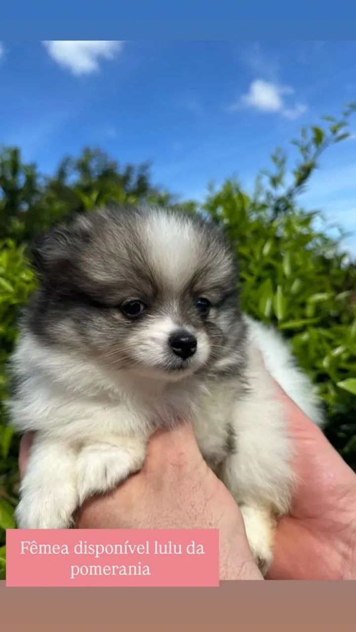 Lulu  - Foto 3