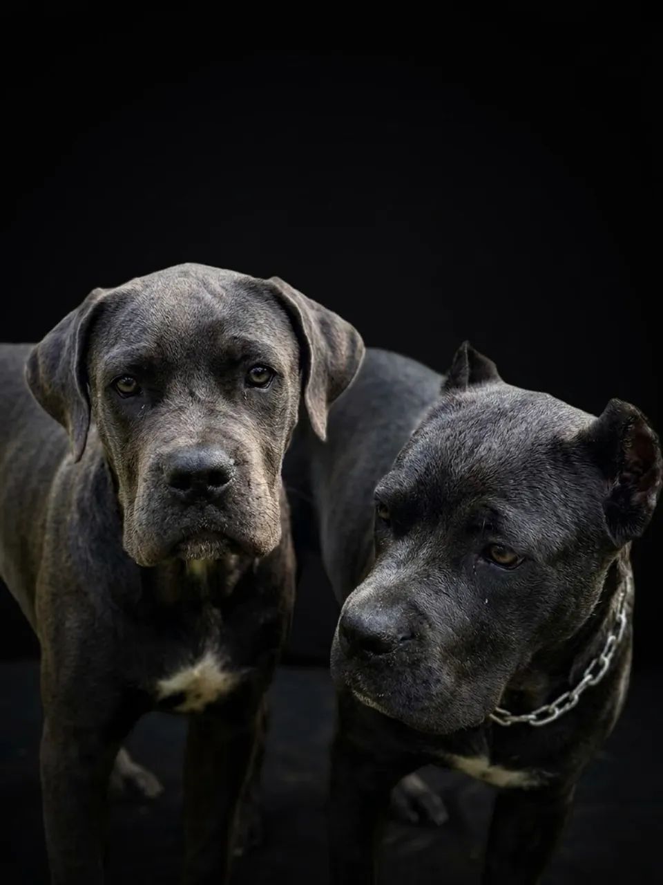 CANE CORSO - Foto 4