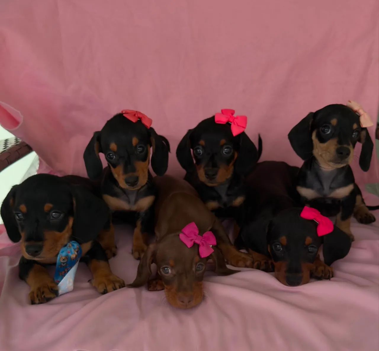 Filhotes de dachshund  - Foto 4