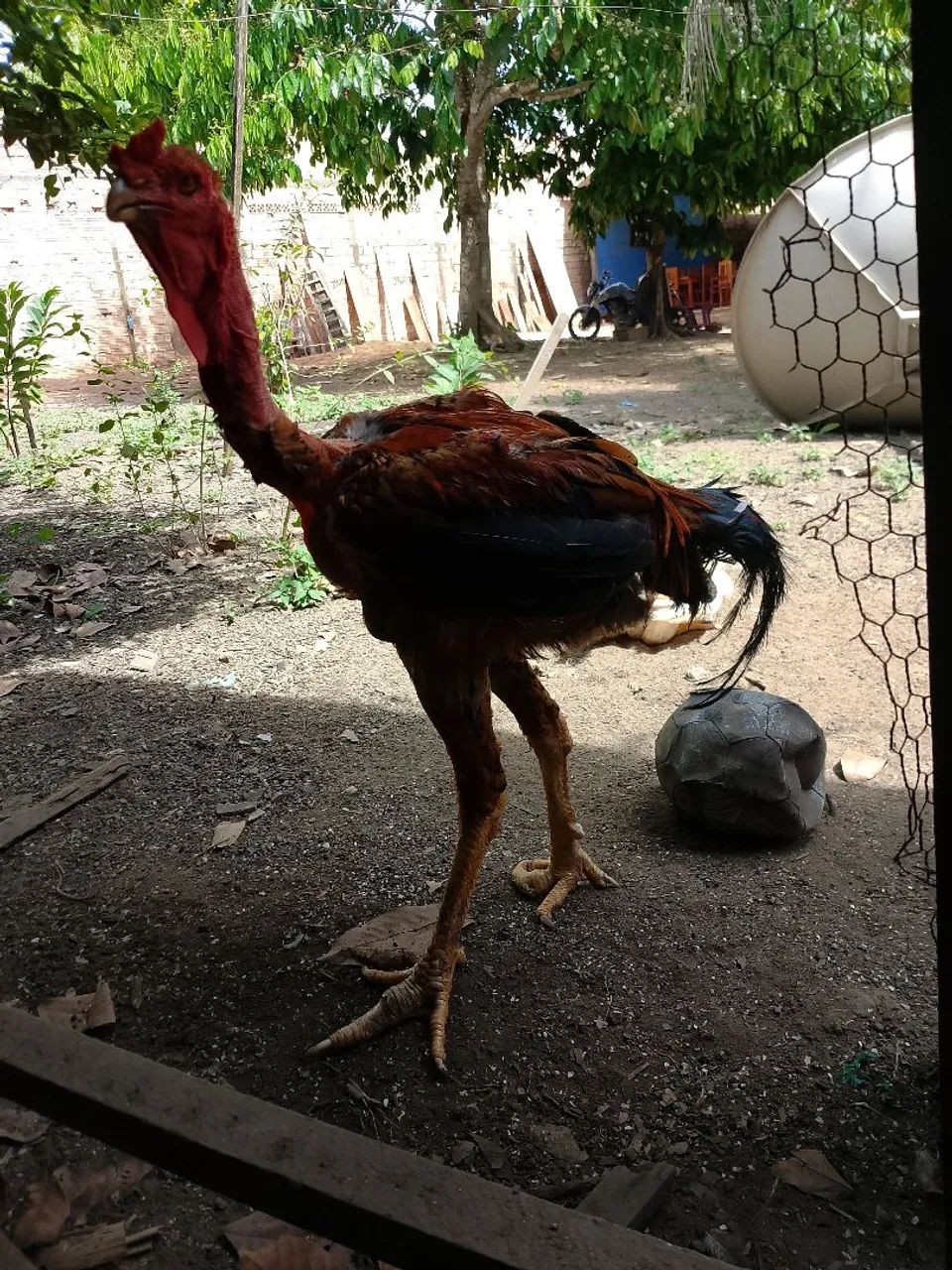 Frango polaco gigante 