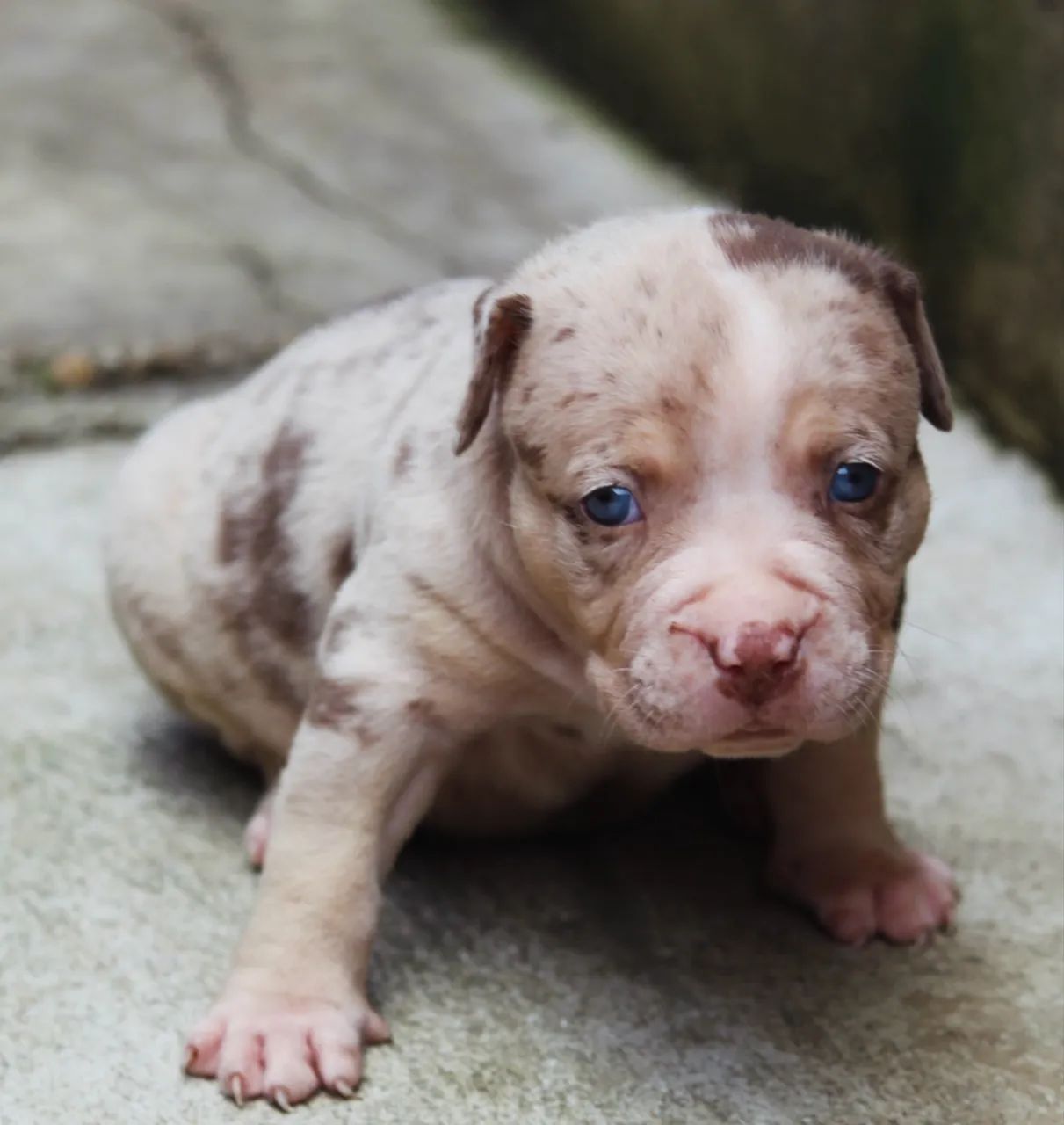 Filhote Pit Monster, macho, tri choco merle. - Foto 3