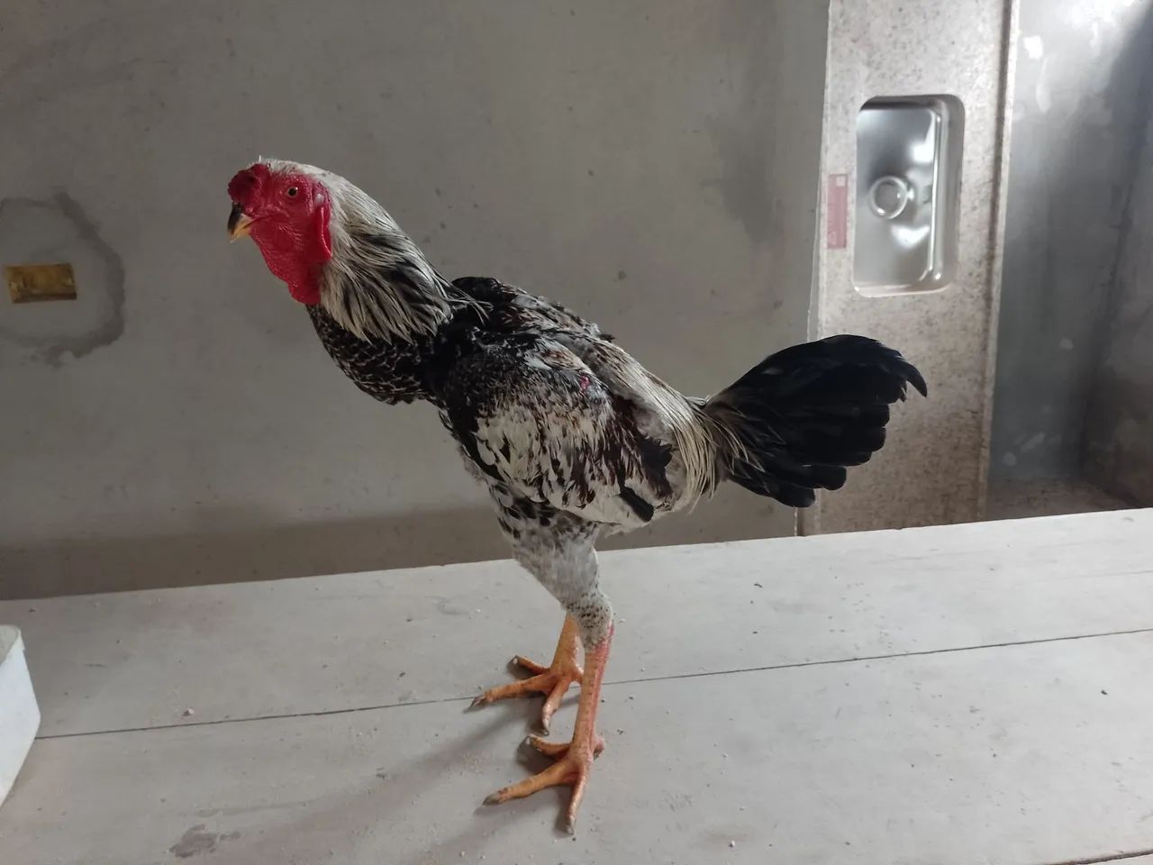Frango índio malaio.