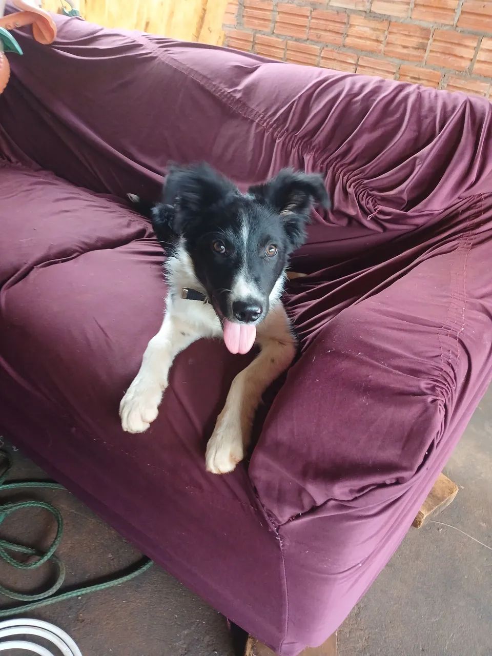 Border Collie - Foto 4