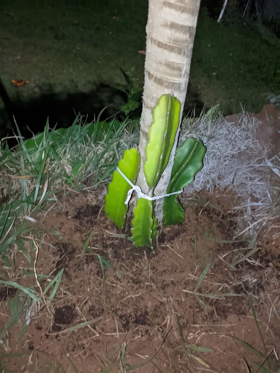 Mudas de Pitaya Branca Auto Férteis 