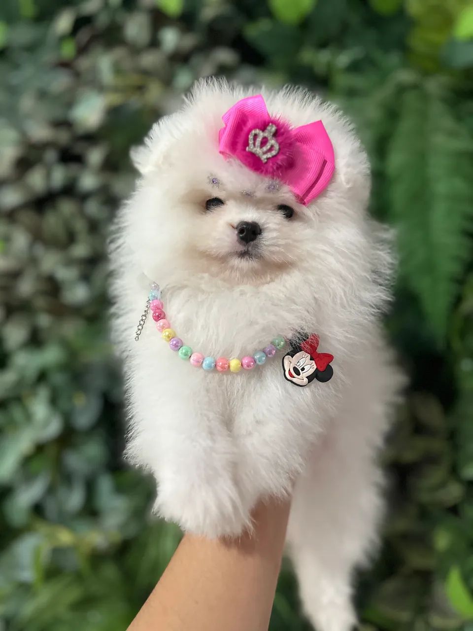 Lulu da pomerania dos seus sonhos e aqui que vc encontra  - Foto 3