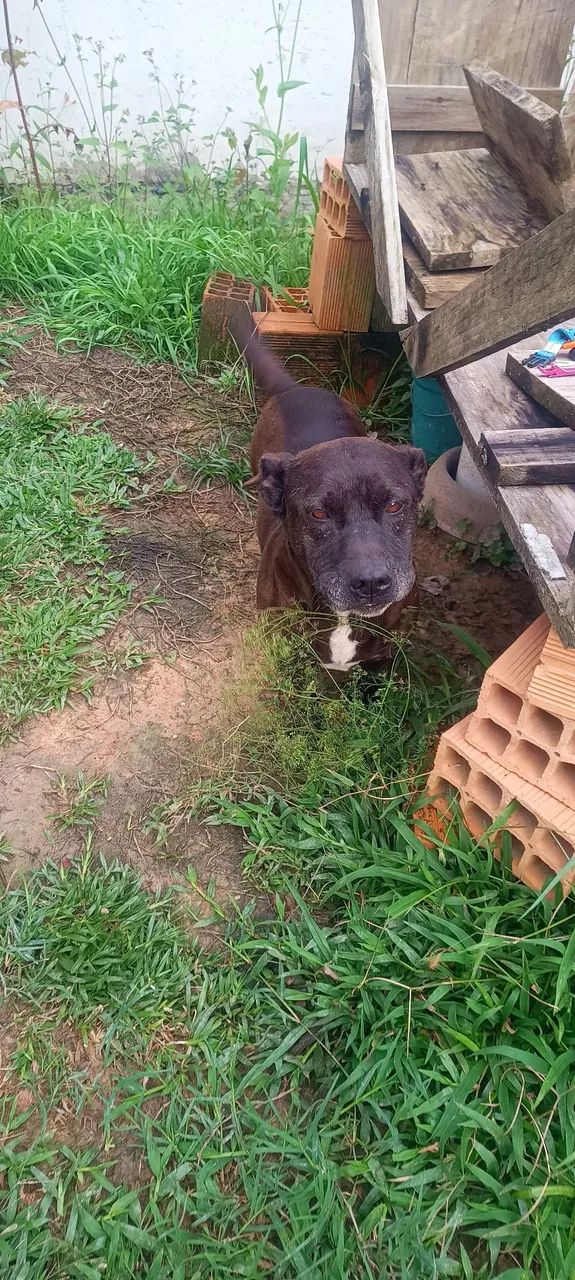 Doação cachorro Urgente  - Foto 2