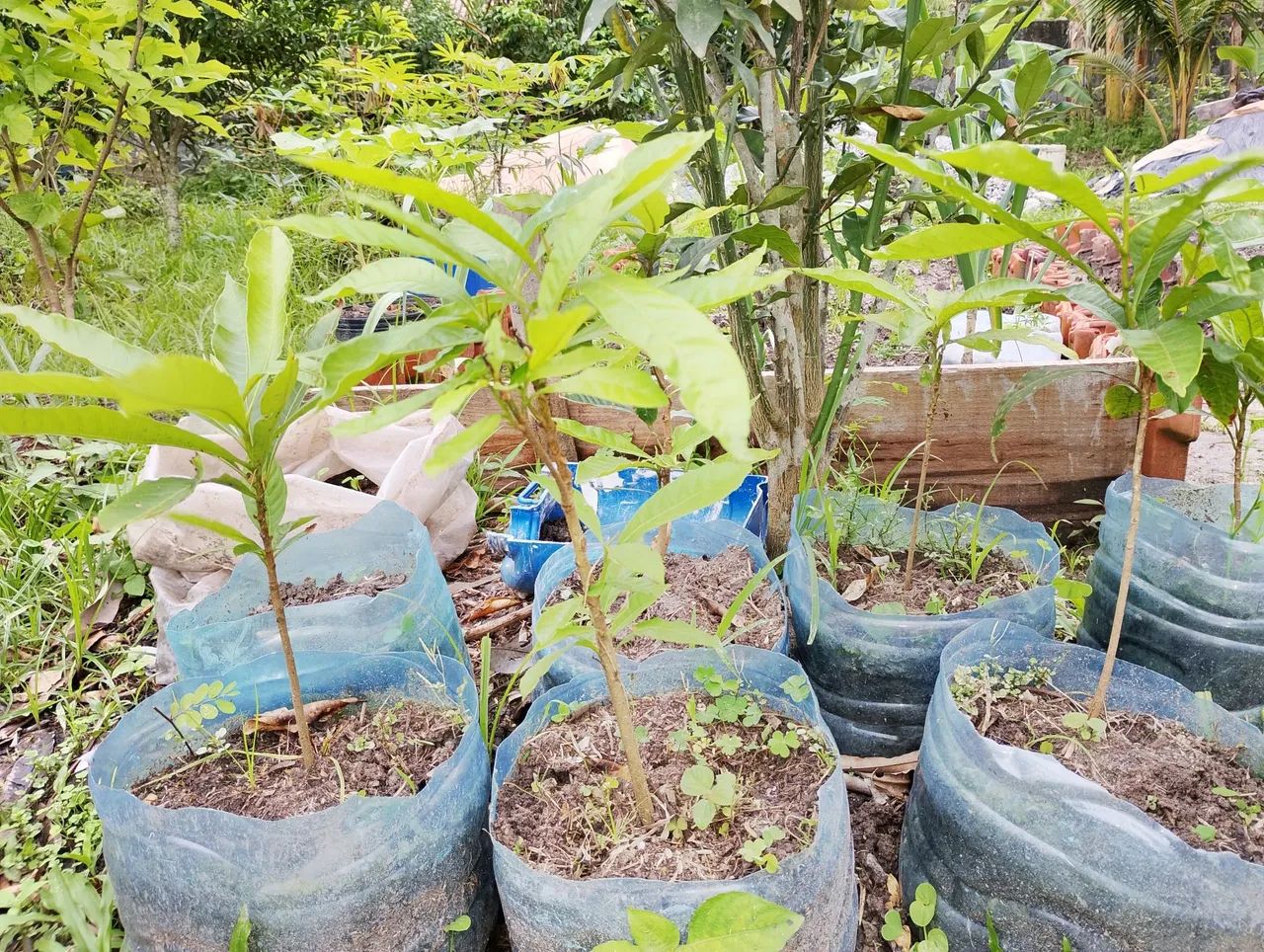 Frutíferas abiu - Foto 2