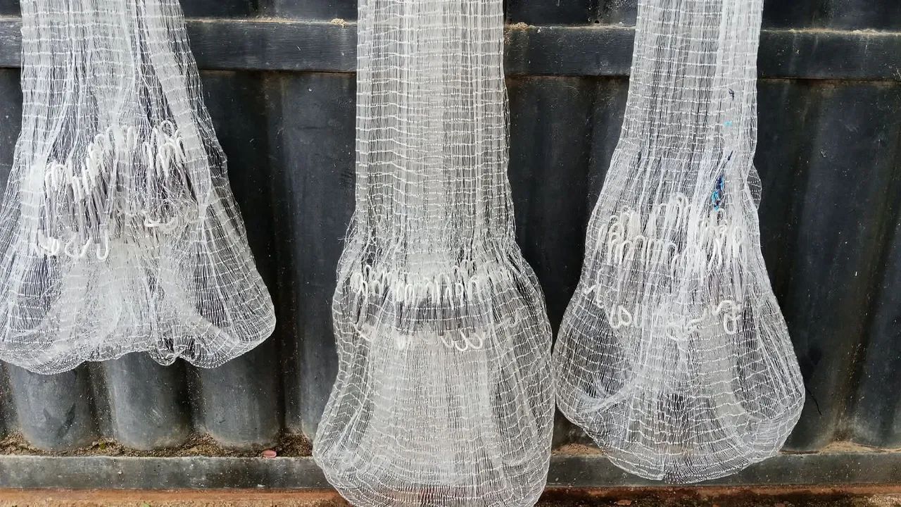 Tarrafas - Foto 2