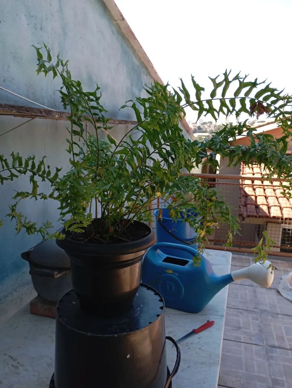 Sementes e plantas 
