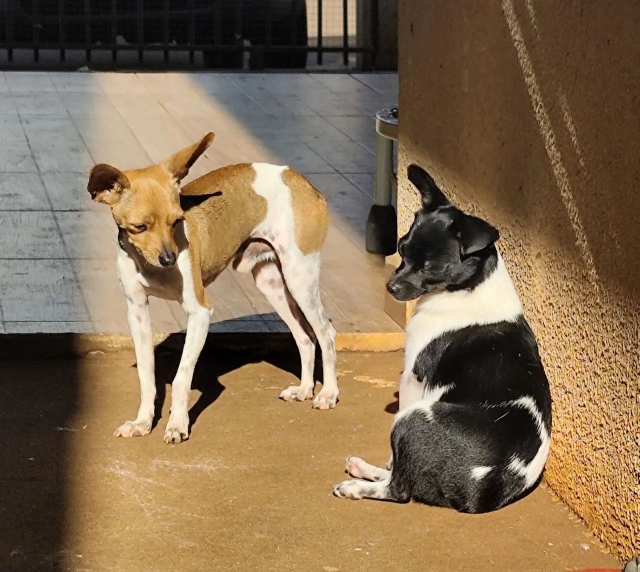  Pinscher macho  - Foto 5