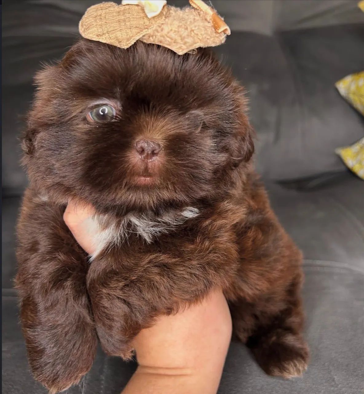 Shih tzu micro  exóticos fêmea e macho  - Foto 2