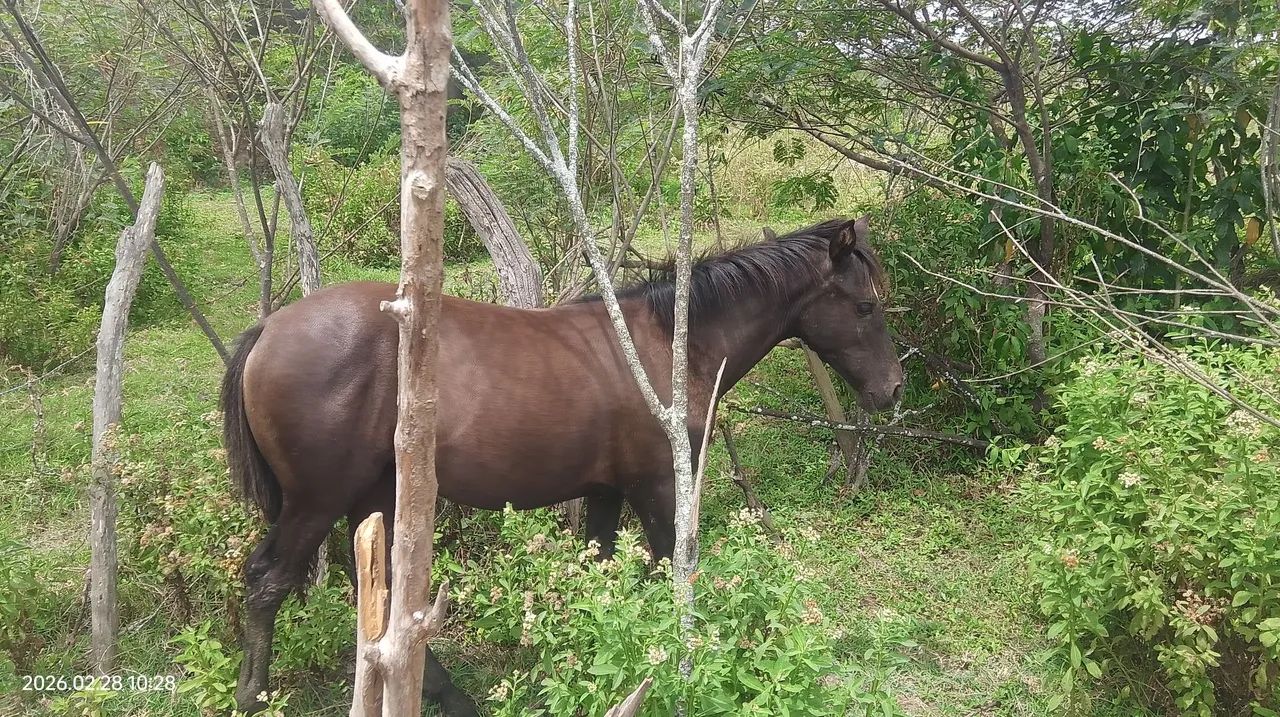 Porda mestiça  - Foto 6