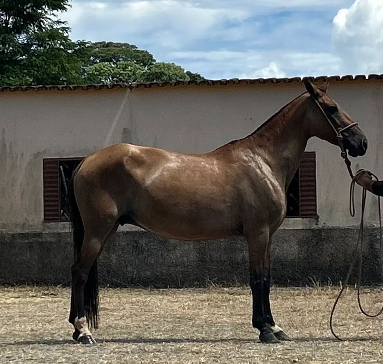 Vendo égua campolina genuína de marcha picada  - Foto 2