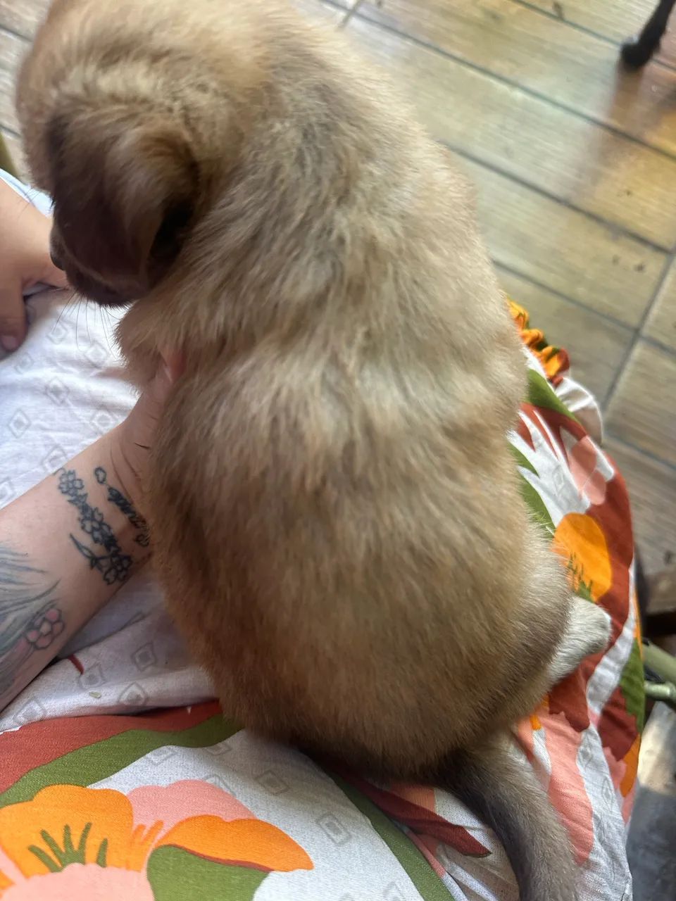 Cachorro Shitzu