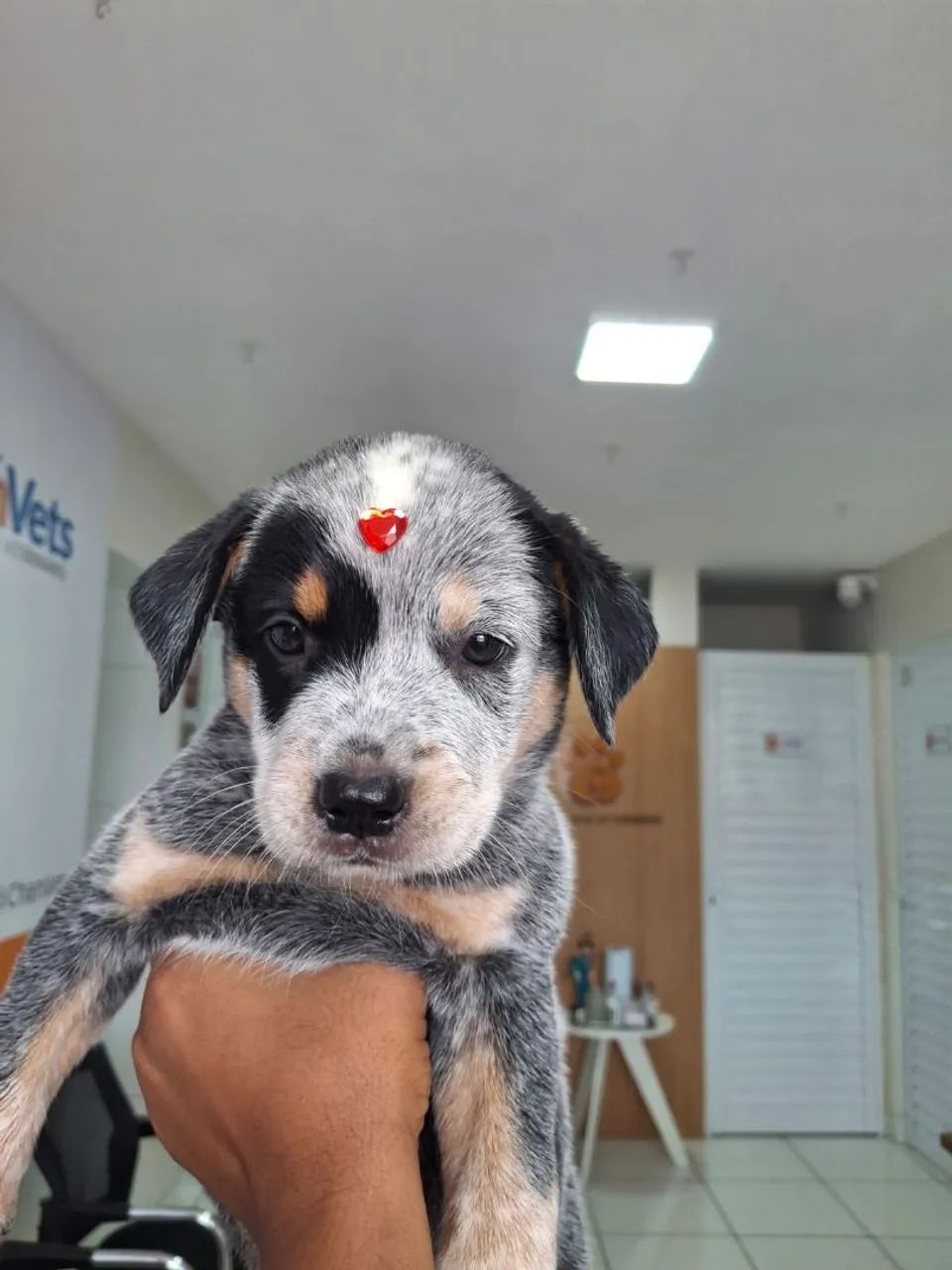 Filgote de Blue Heeler.  - Foto 3