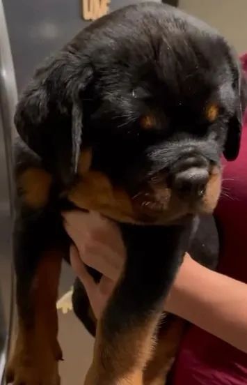 ROTTWEILER FILHOTES - Foto 2