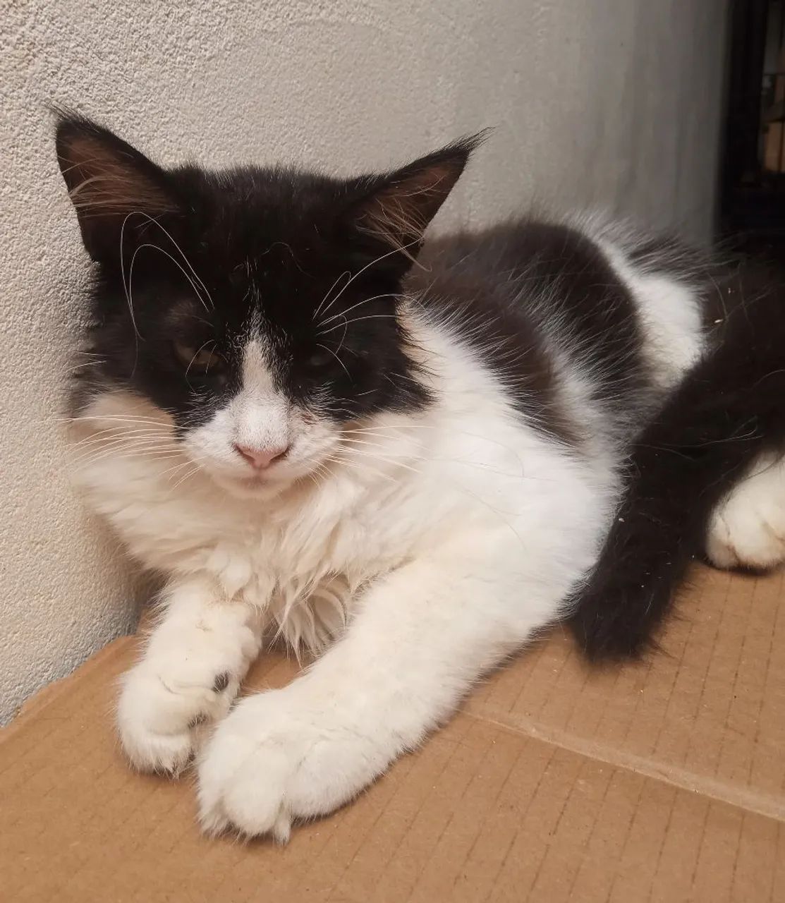 Filhote fêmea de Maine Coom  - Foto 4