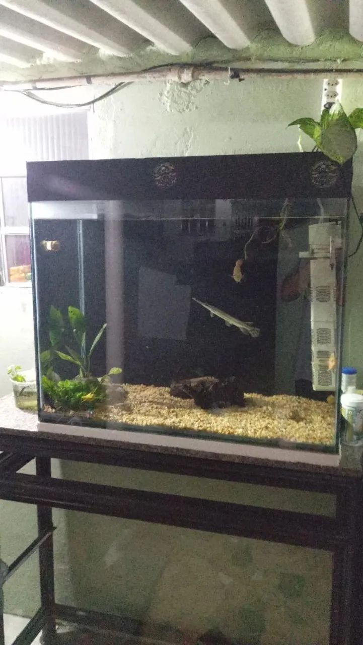 Aquário 250 litros 