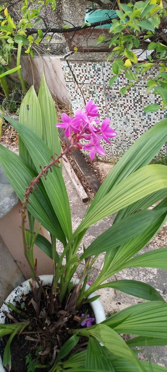 Orquidea terrestre roxa jarro cheio - Foto 2