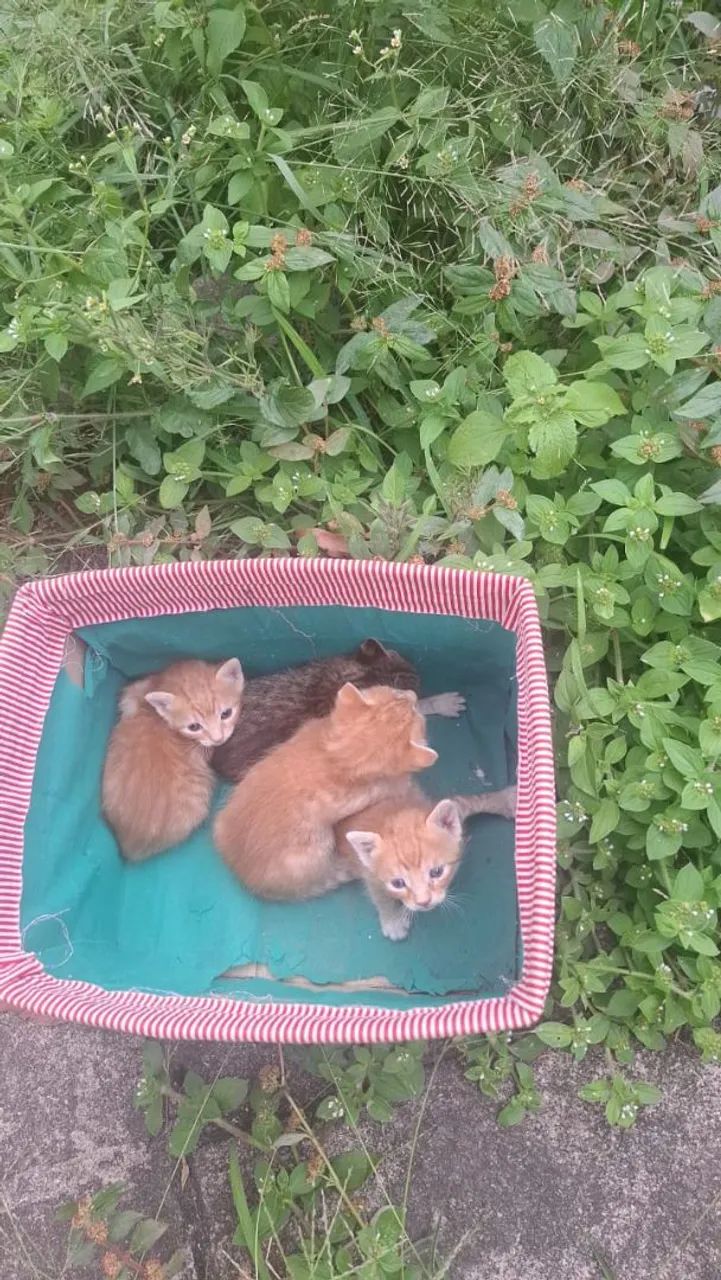 Doação  - Foto 2
