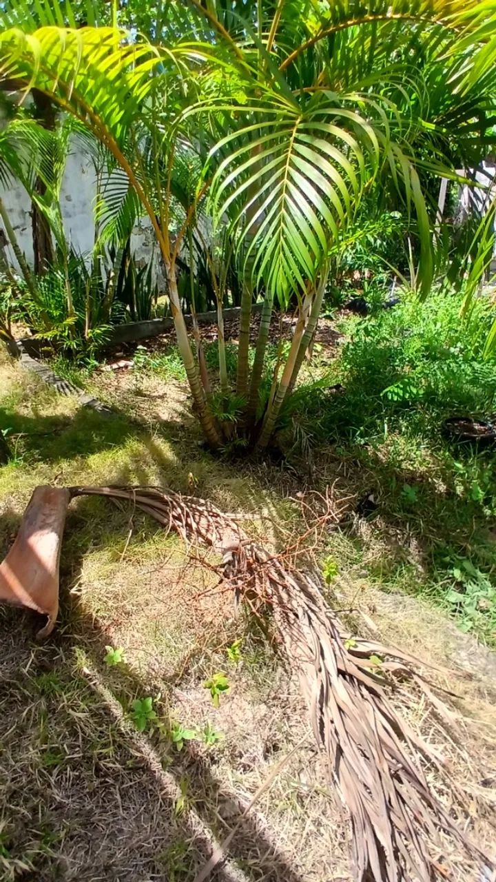 Palmeira areca - Foto 2