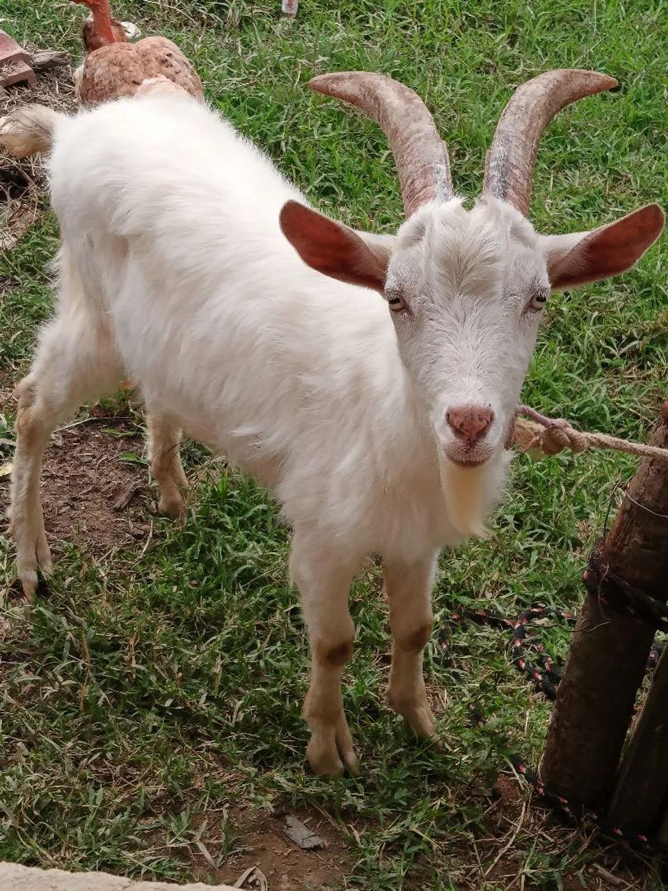 Cabrito sannen  - Foto 4