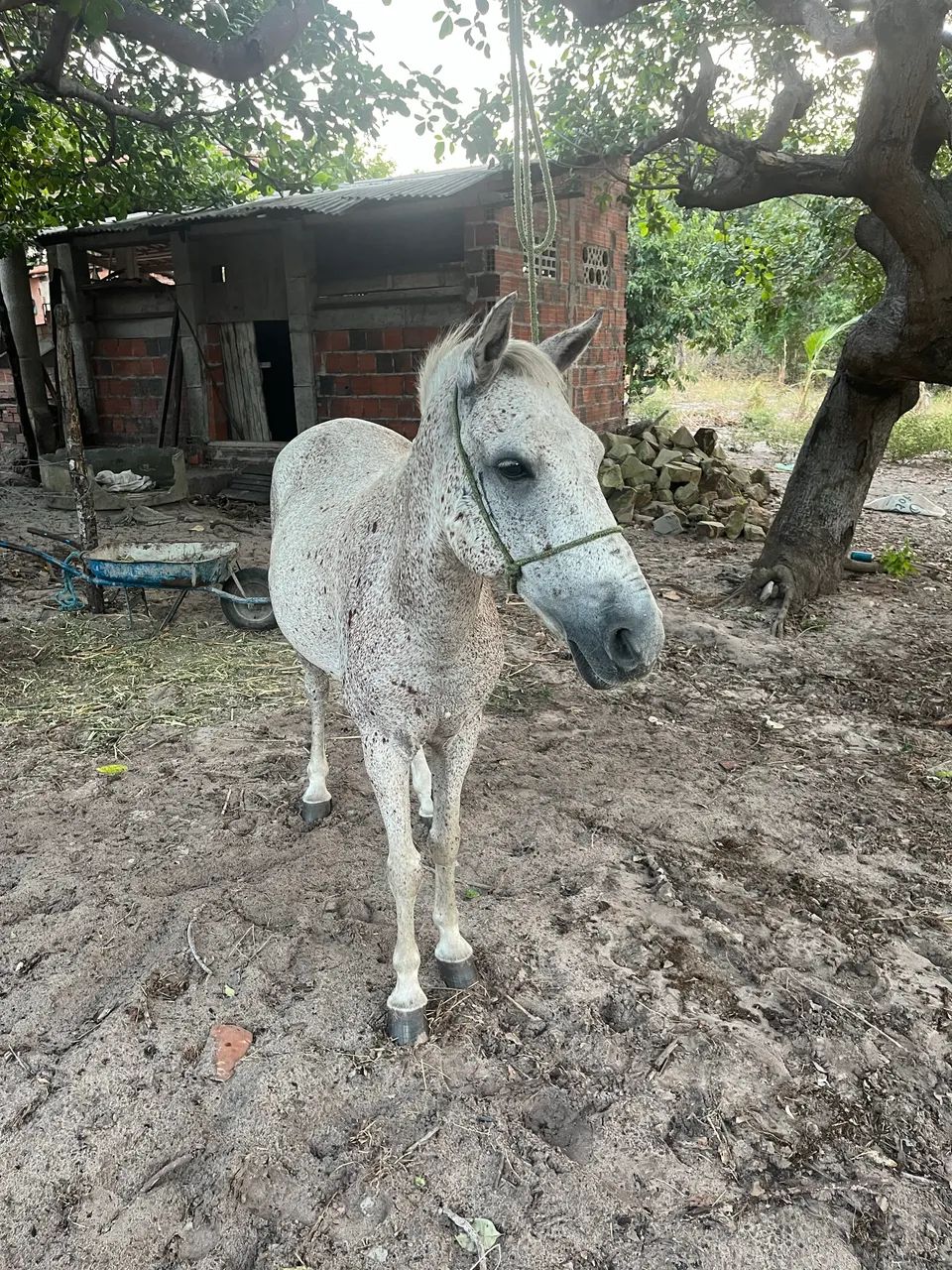 Cavalo manso  - Foto 4