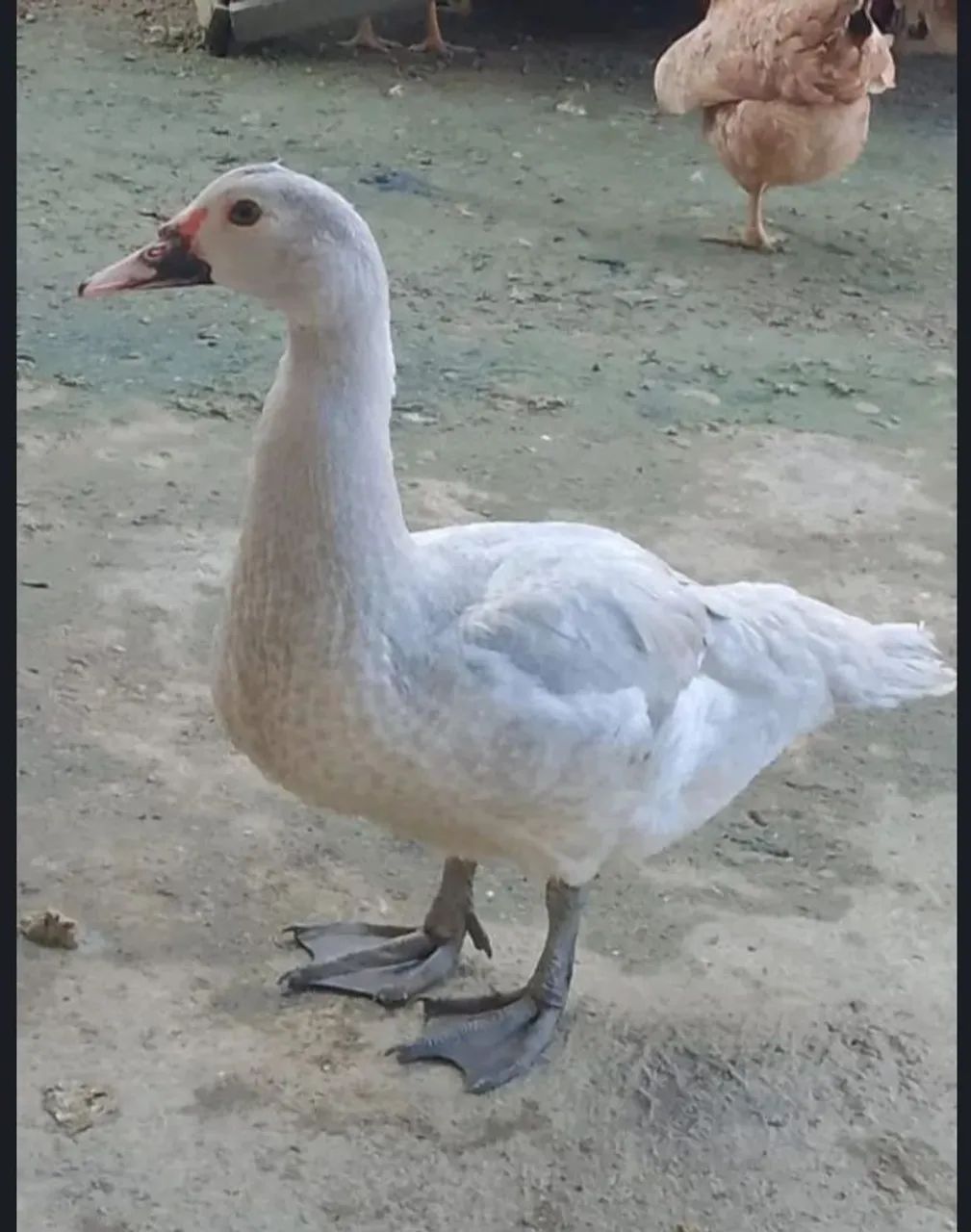vendo esse 2 patos