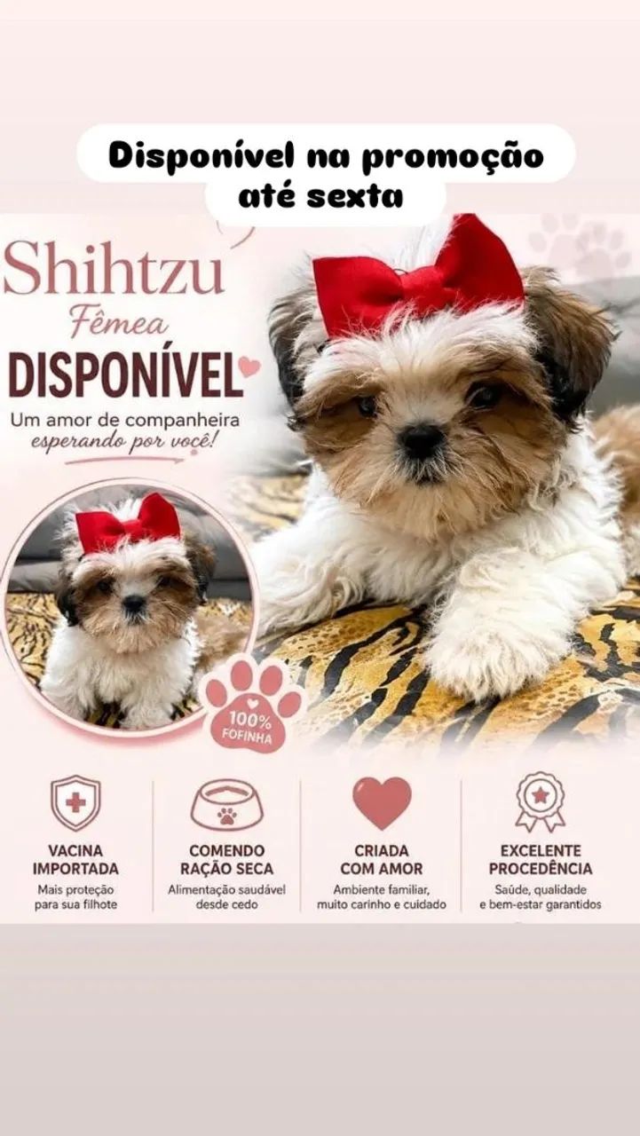 Shitzu  - Foto 4