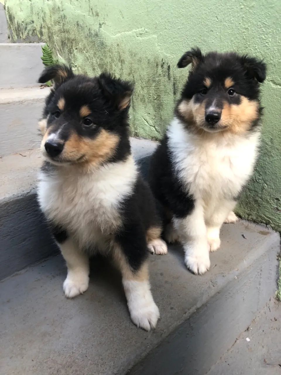Rough collie 
