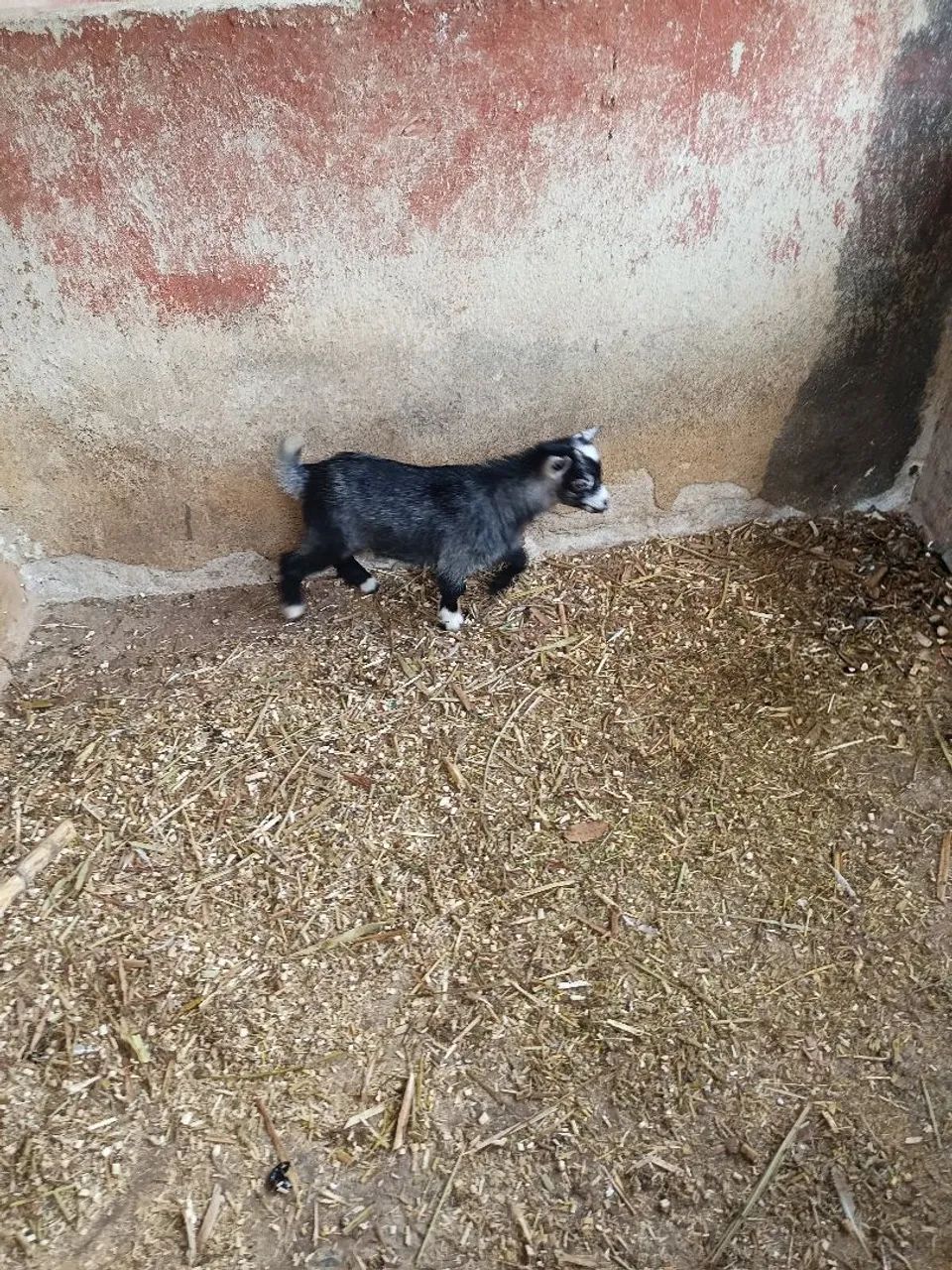 Mini cabritinho  valor 1.250,00 - Foto 2