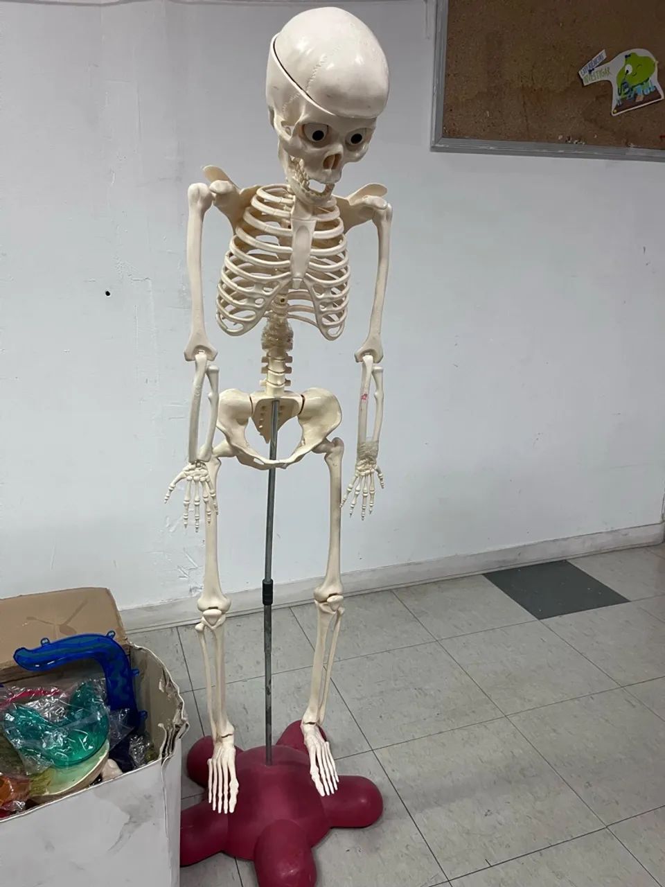 Esqueleto  - Foto 2