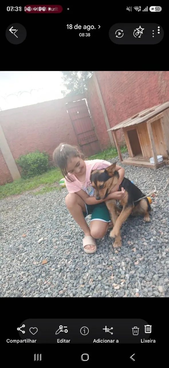 Doação cachorro - Foto 2