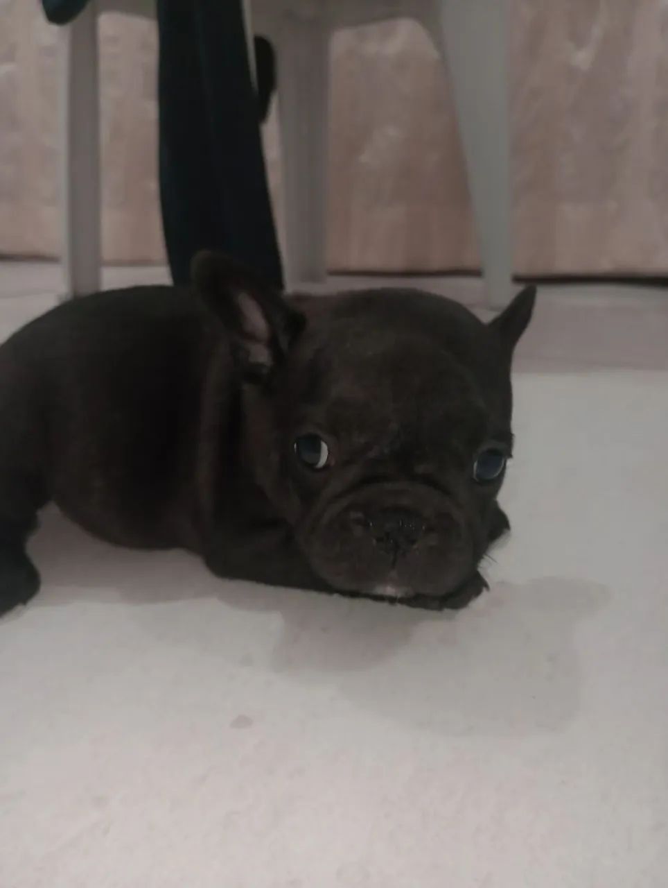 Buldogue Francês fêmea  - Foto 4