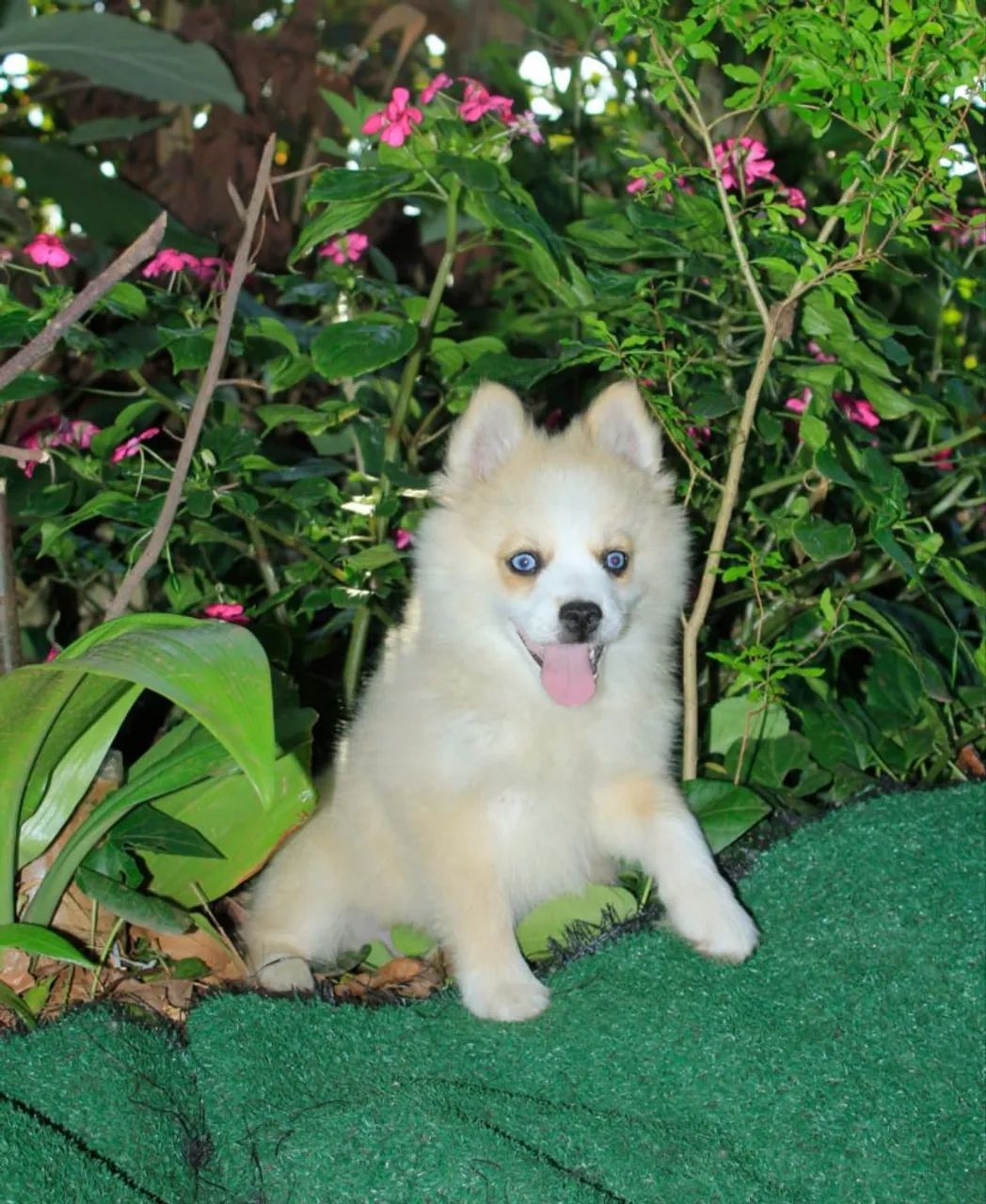 Pomsky F3 ( mini) - Foto 5