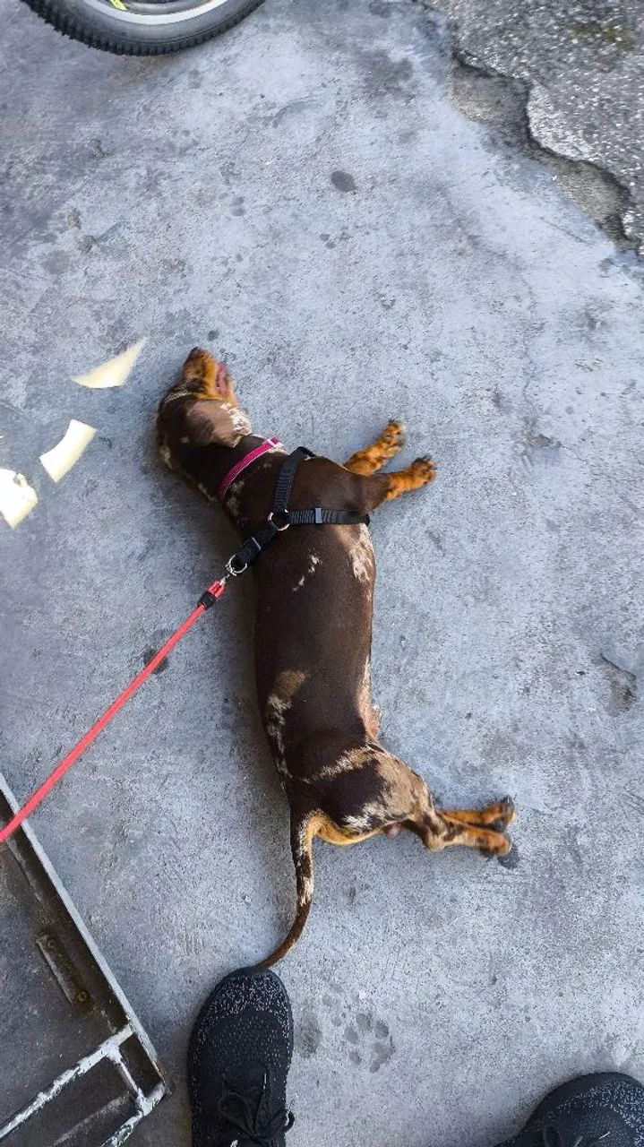 Dacshund procurando namorada  - Foto 4