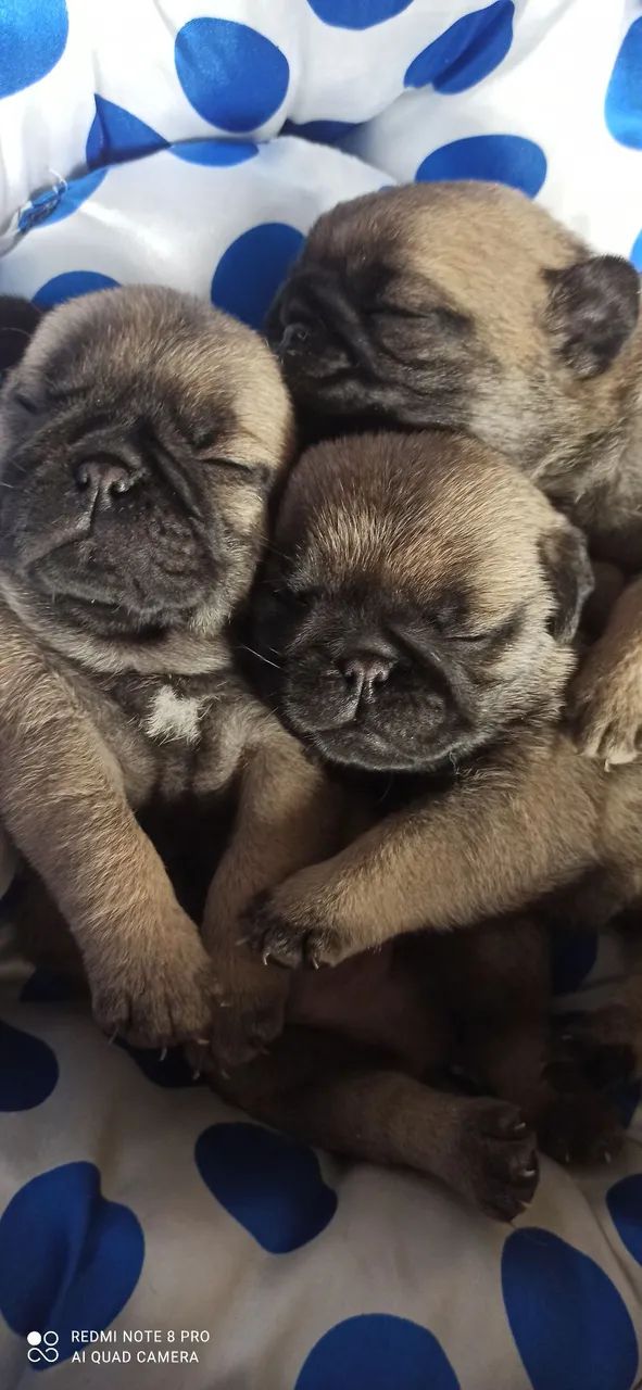 Macho de pug - Foto 2