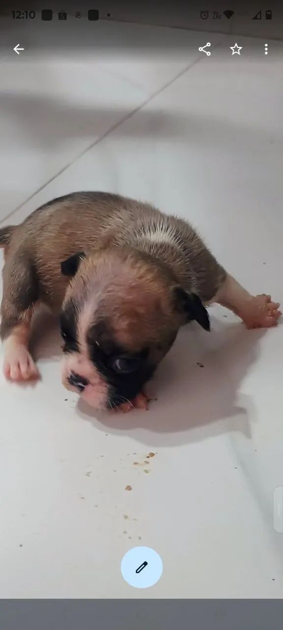 Bulldog francês 